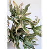 Spiky Green Botanica #2654
