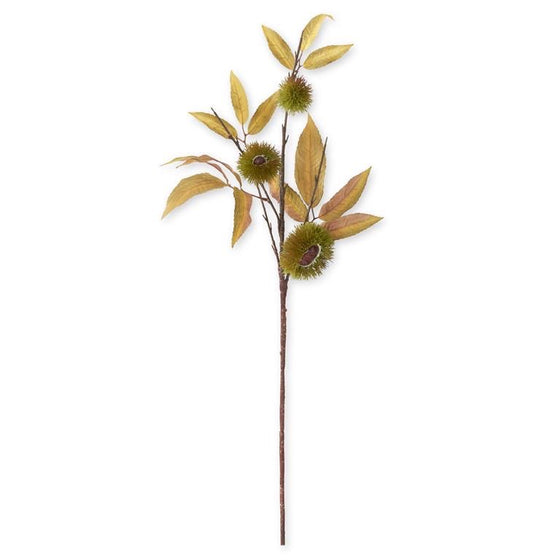Green Pod Beech Branch