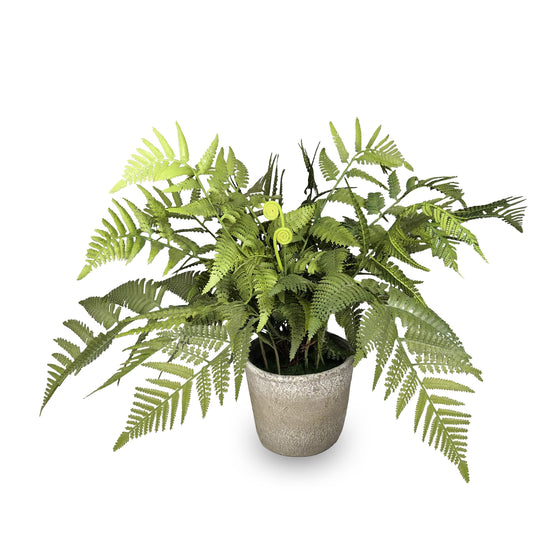 Potted Fern