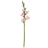 Gladiolus Stem RT
