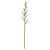 Gladiolus Stem RT