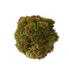 Sedum Ball