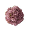 Sedum Ball