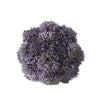 Sedum Ball