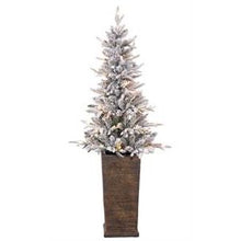  5' POTTED FLOCKED MONTEREY FIR TREE