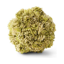  Light Green Sedum Ball