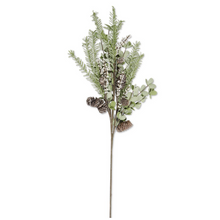  Eva Eucalyptus & Pine Stem with Pinecone