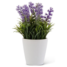  Purple Lavender in Ceramic Pot