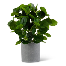  Watercress Foliage in Gray Pot