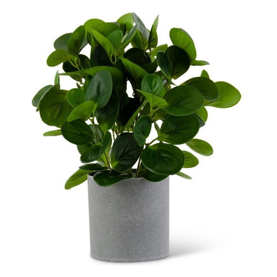 Watercress Foliage in Gray Pot