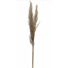  Dried Pampas Grass Bunch